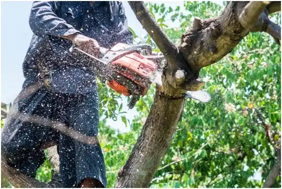 tree services Fredericktown